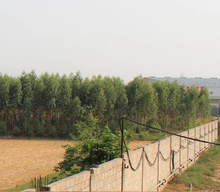 Rice fields in Punjab